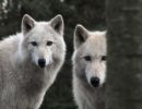 a wolf can do amazing things and
