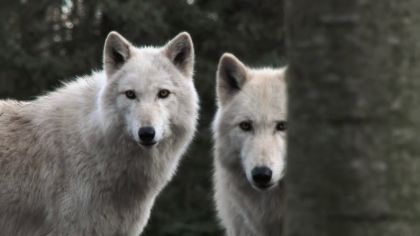a wolf can do amazing things and